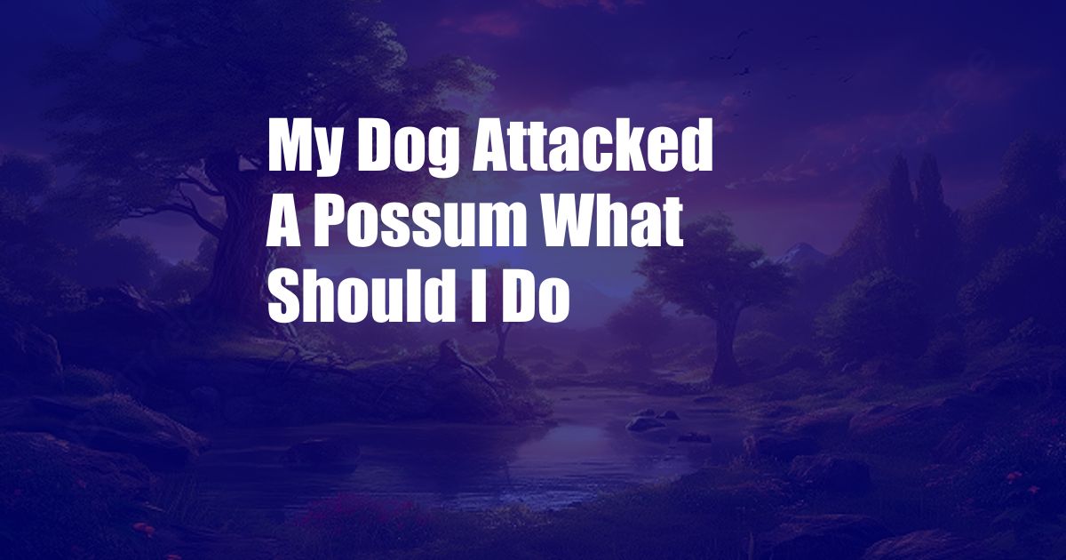 My Dog Attacked A Possum What Should I Do