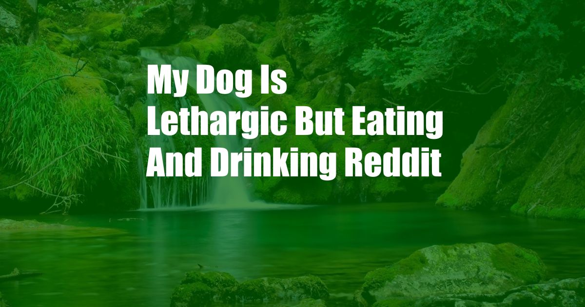 My Dog Is Lethargic But Eating And Drinking Reddit