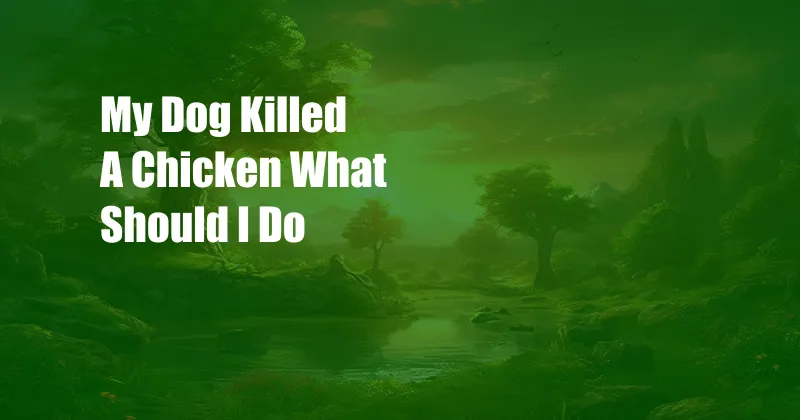 My Dog Killed A Chicken What Should I Do