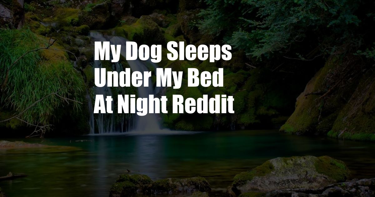 My Dog Sleeps Under My Bed At Night Reddit