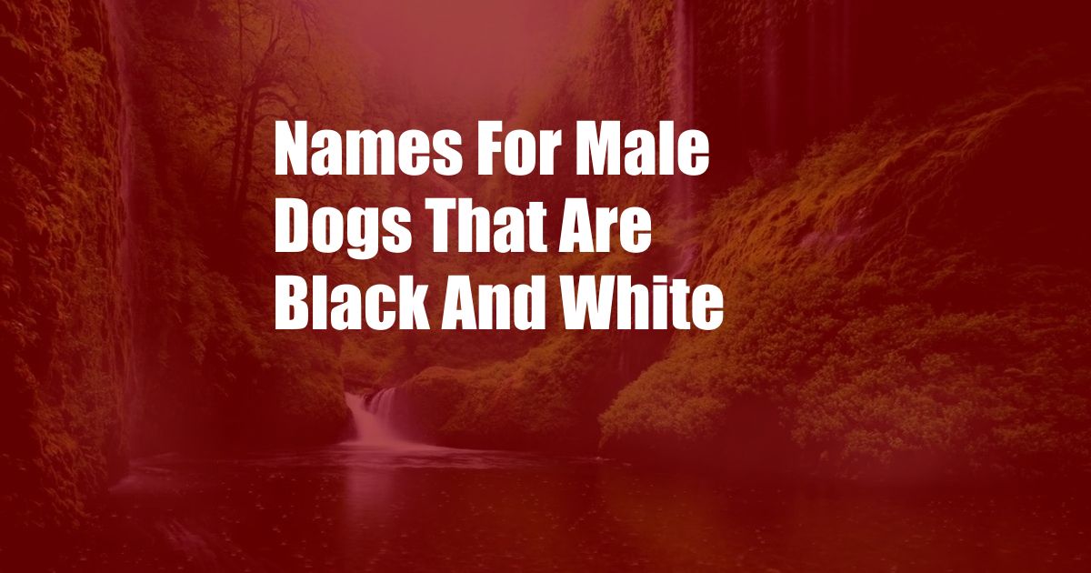 Names For Male Dogs That Are Black And White