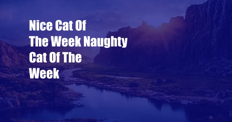 Nice Cat Of The Week Naughty Cat Of The Week