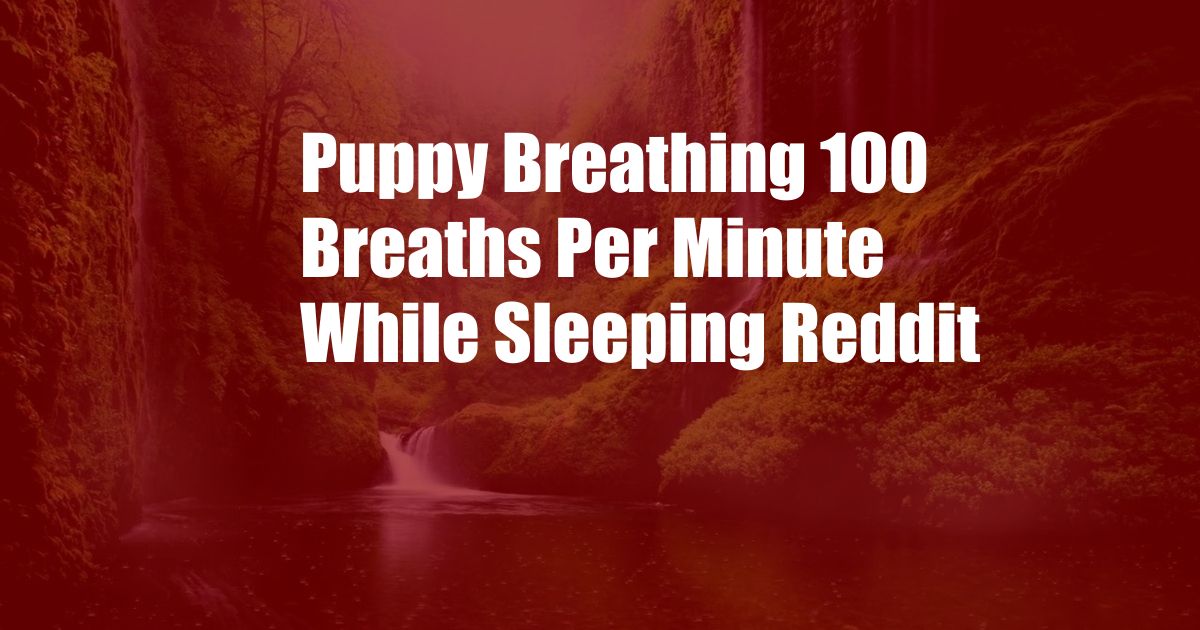 Puppy Breathing 100 Breaths Per Minute While Sleeping Reddit