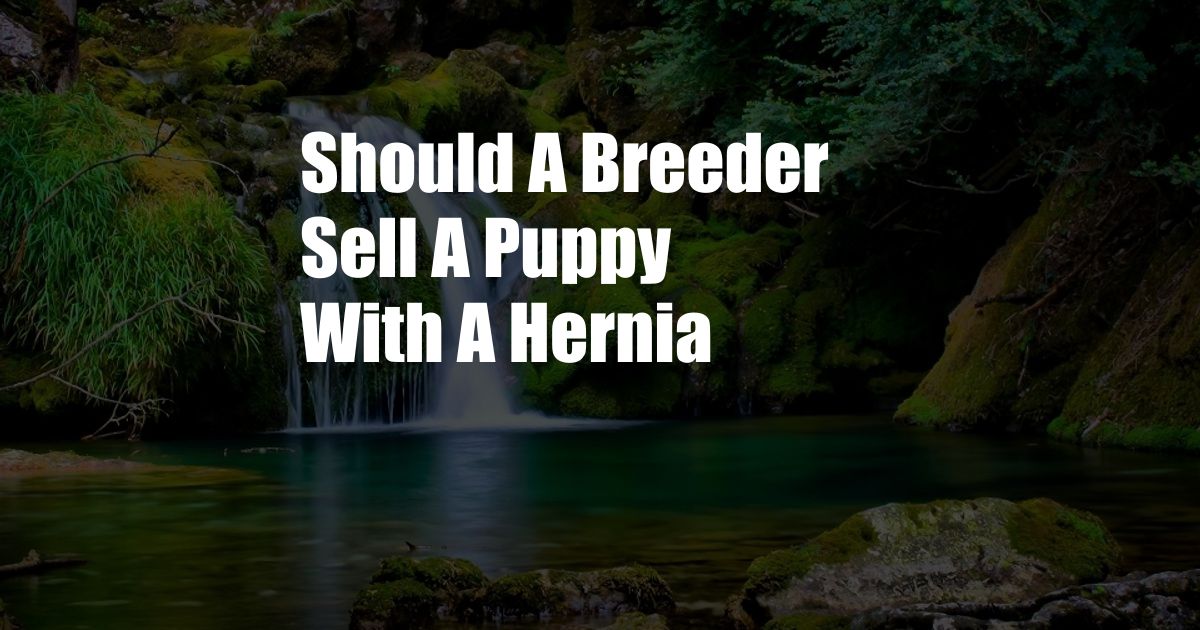 Should A Breeder Sell A Puppy With A Hernia