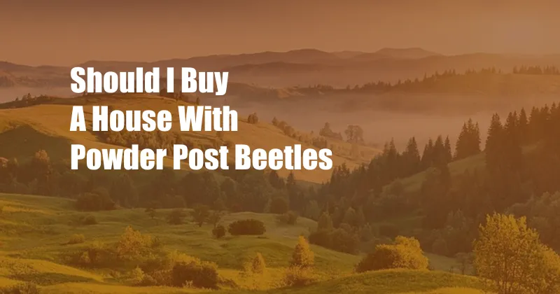 Should I Buy A House With Powder Post Beetles