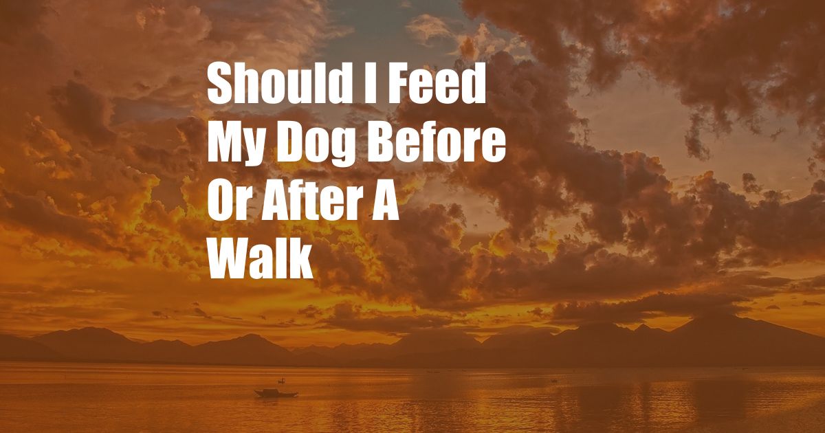 Should I Feed My Dog Before Or After A Walk