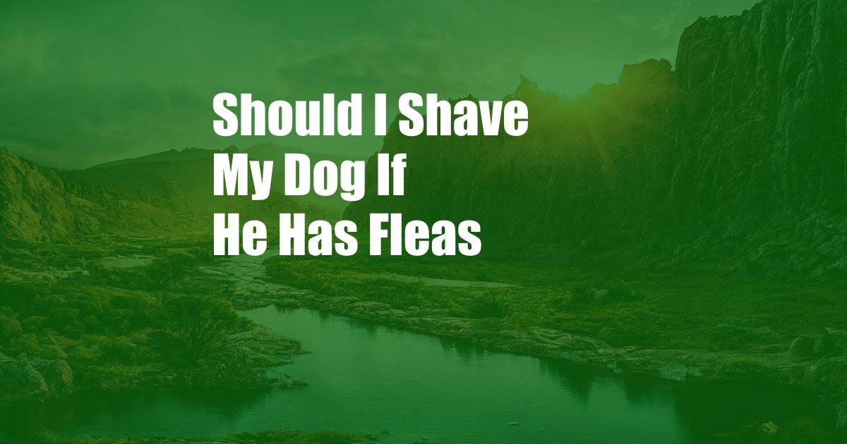 Should I Shave My Dog If He Has Fleas