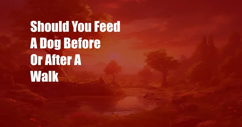 Should You Feed A Dog Before Or After A Walk