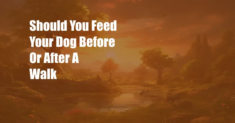 Should You Feed Your Dog Before Or After A Walk