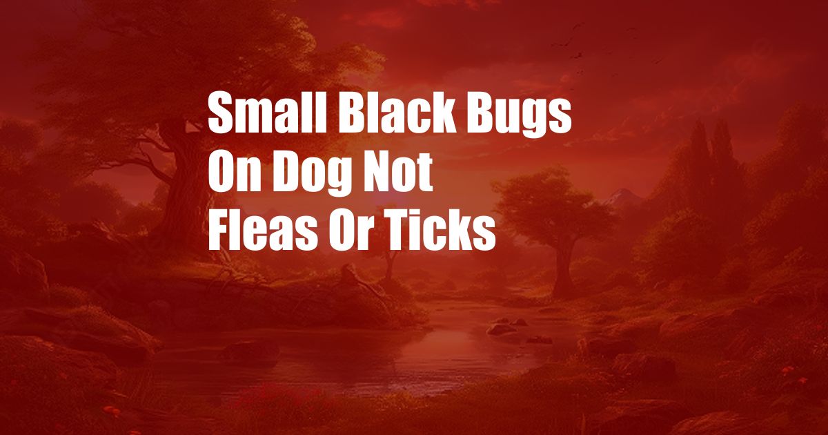 Small Black Bugs On Dog Not Fleas Or Ticks