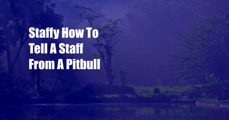 Staffy How To Tell A Staff From A Pitbull