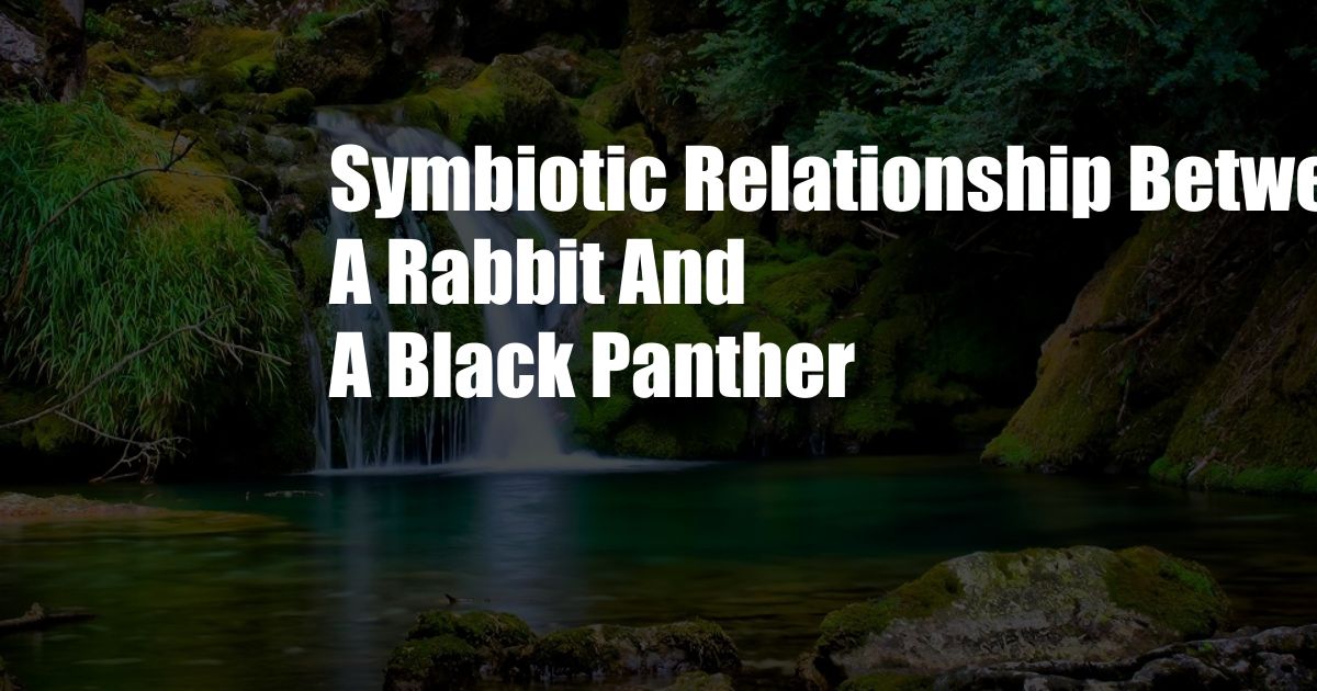 Symbiotic Relationship Between A Rabbit And A Black Panther