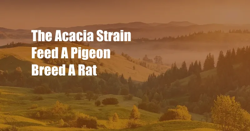 The Acacia Strain Feed A Pigeon Breed A Rat