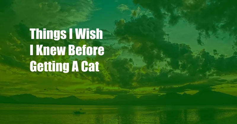 Things I Wish I Knew Before Getting A Cat