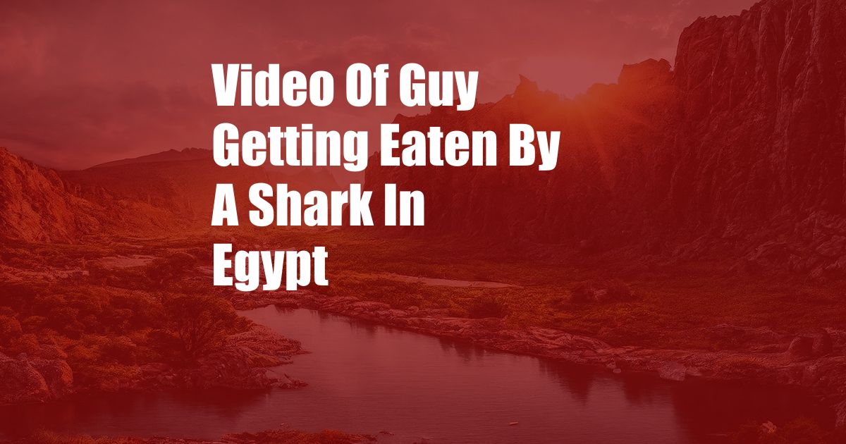 Video Of Guy Getting Eaten By A Shark In Egypt