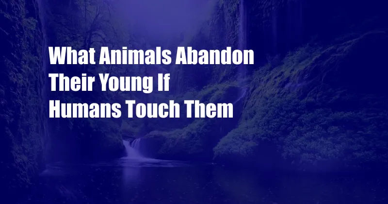 What Animals Abandon Their Young If Humans Touch Them