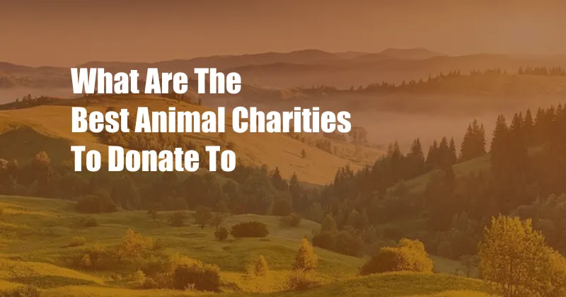 What Are The Best Animal Charities To Donate To