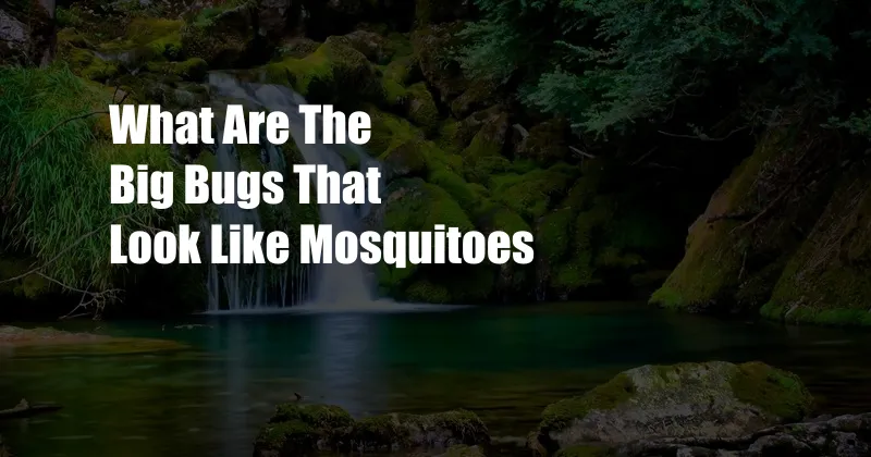 What Are The Big Bugs That Look Like Mosquitoes