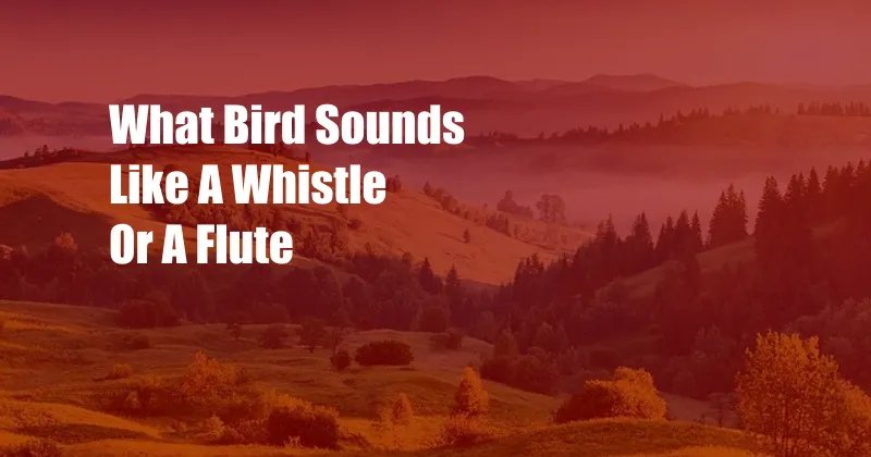 What Bird Sounds Like A Whistle Or A Flute