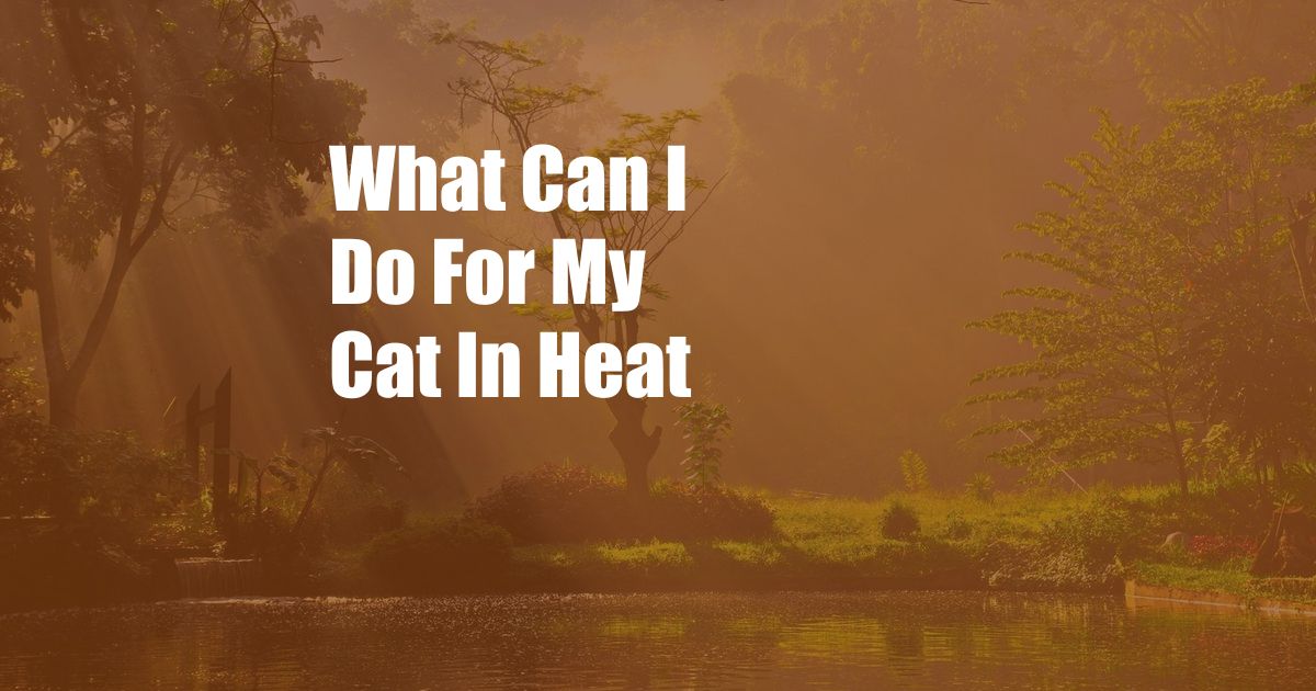 What Can I Do For My Cat In Heat