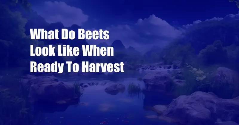What Do Beets Look Like When Ready To Harvest