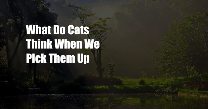 What Do Cats Think When We Pick Them Up