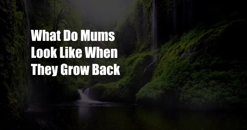 What Do Mums Look Like When They Grow Back
