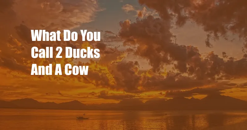 What Do You Call 2 Ducks And A Cow
