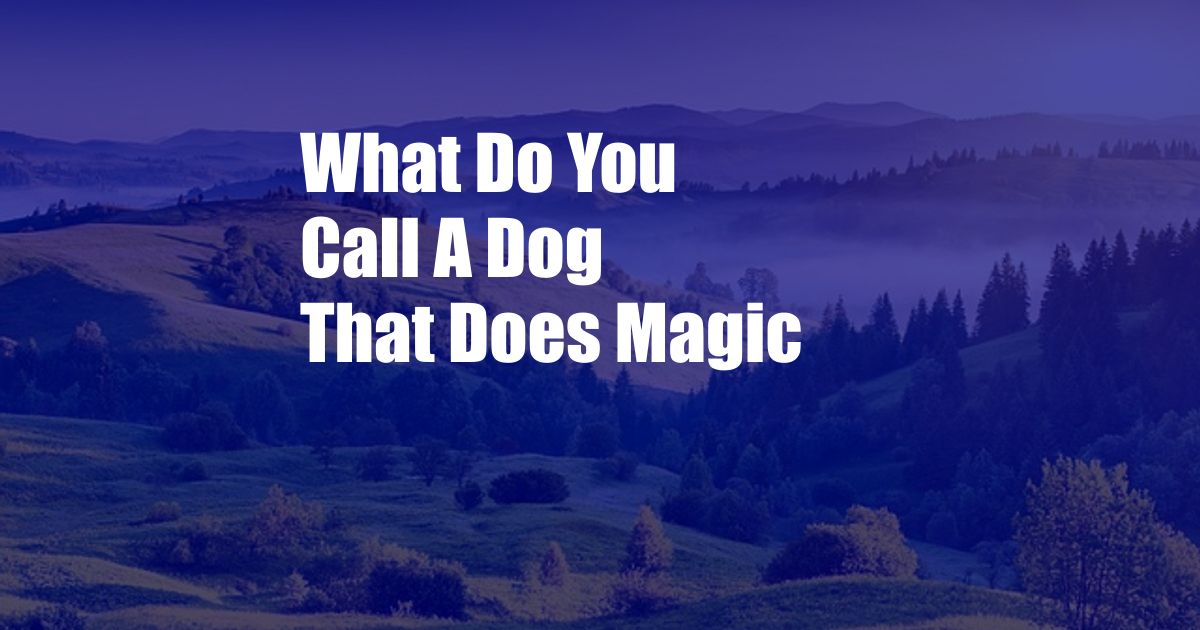 What Do You Call A Dog That Does Magic