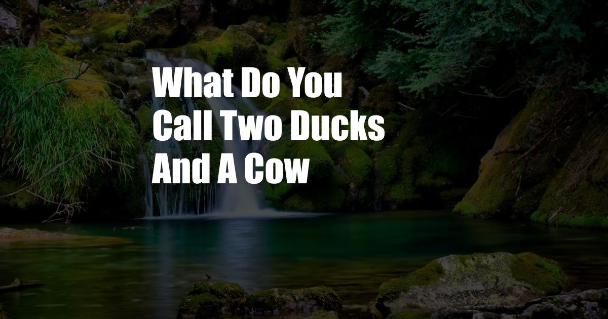 What Do You Call Two Ducks And A Cow