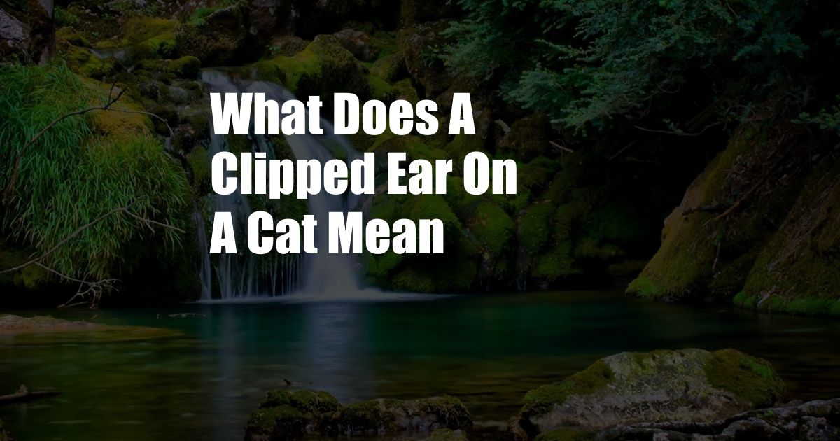 What Does A Clipped Ear On A Cat Mean