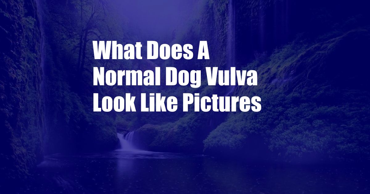 What Does A Normal Dog Vulva Look Like Pictures