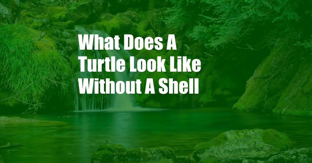 What Does A Turtle Look Like Without A Shell