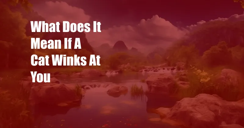 What Does It Mean If A Cat Winks At You