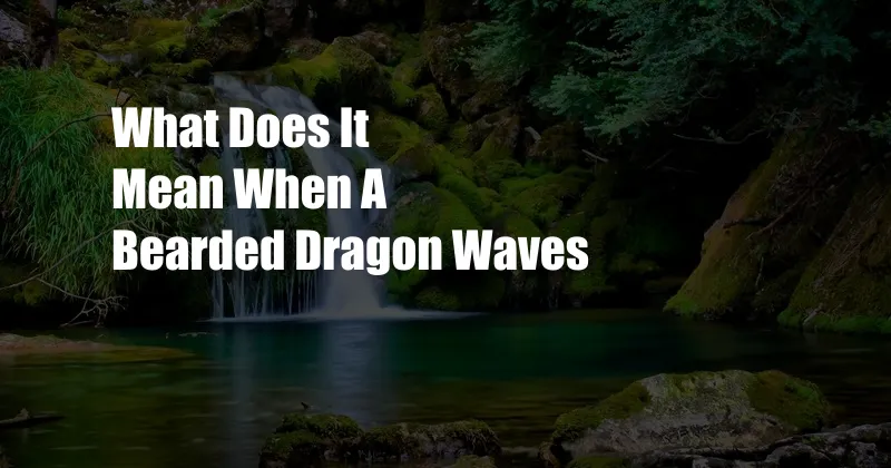 What Does It Mean When A Bearded Dragon Waves