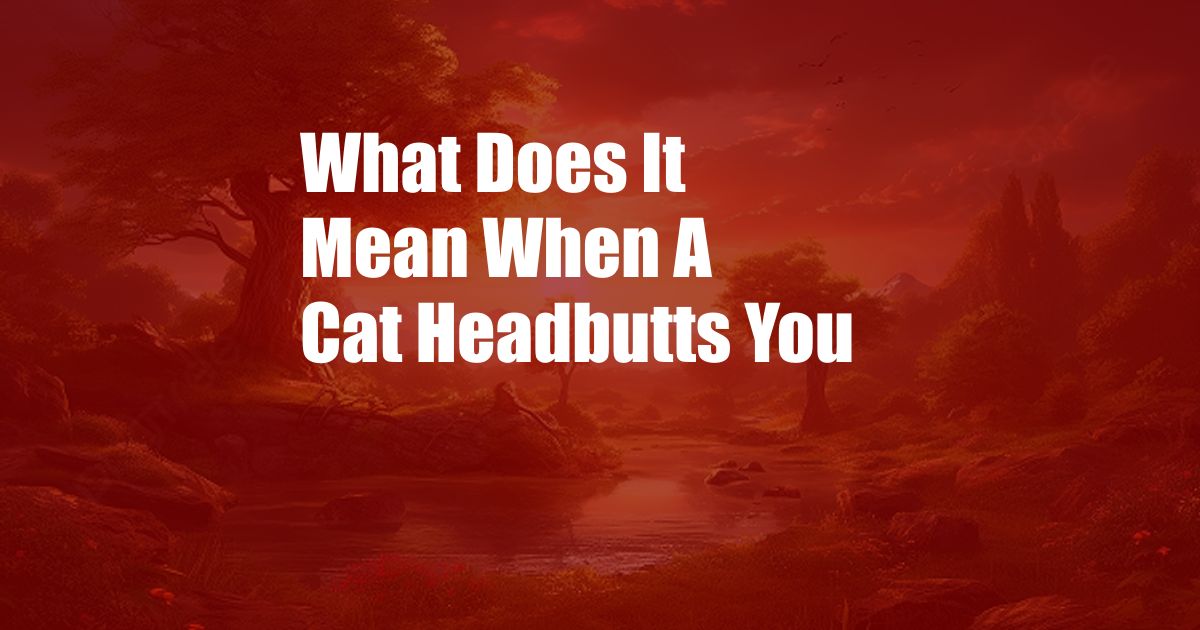 What Does It Mean When A Cat Headbutts You