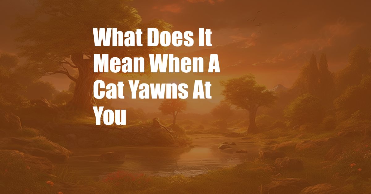 What Does It Mean When A Cat Yawns At You