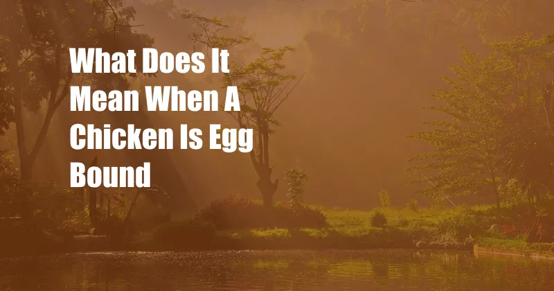 What Does It Mean When A Chicken Is Egg Bound