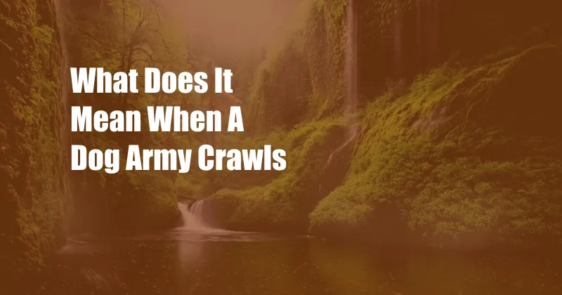 What Does It Mean When A Dog Army Crawls