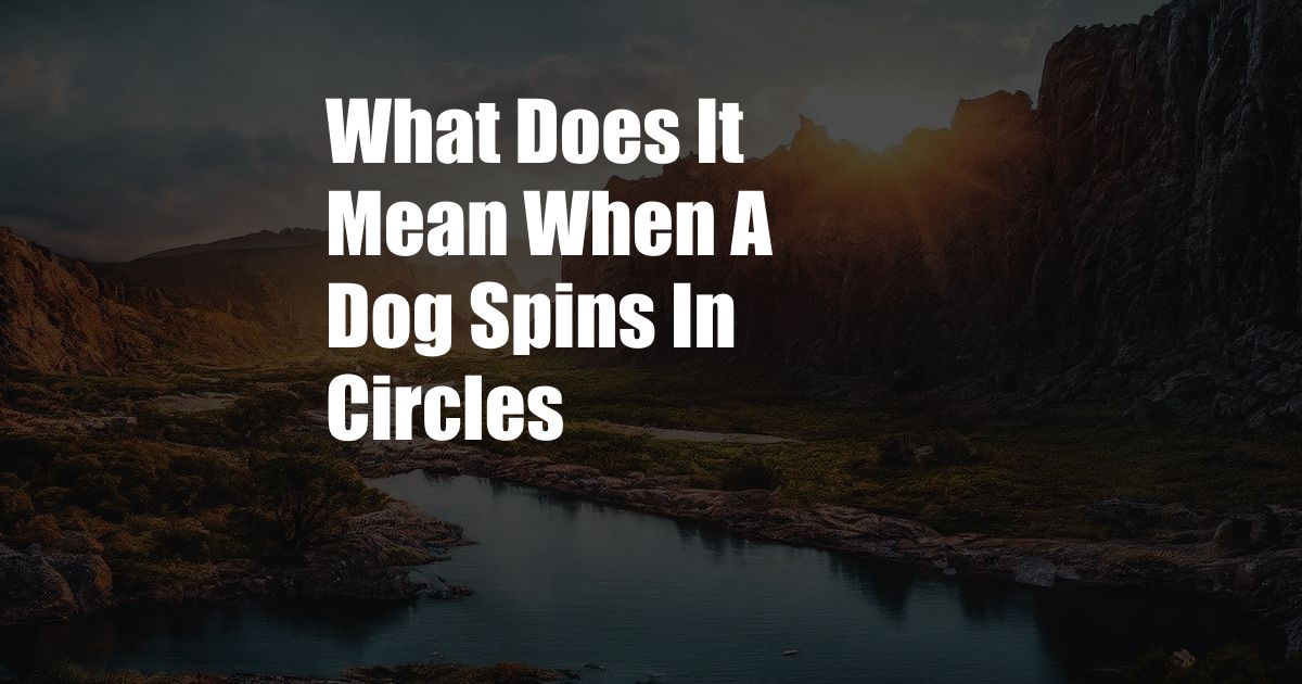 What Does It Mean When A Dog Spins In Circles