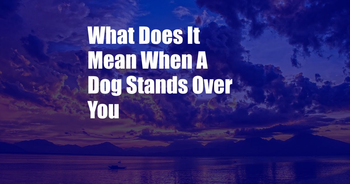 What Does It Mean When A Dog Stands Over You