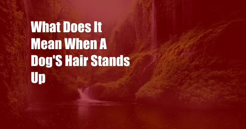 What Does It Mean When A Dog'S Hair Stands Up