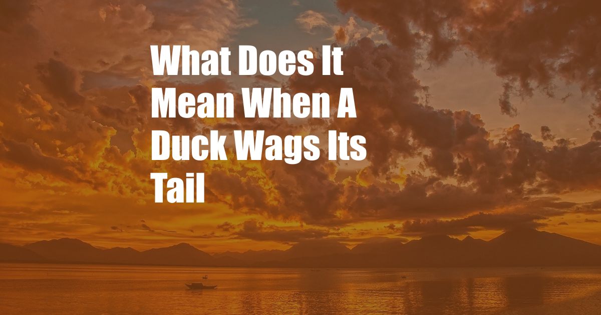 What Does It Mean When A Duck Wags Its Tail