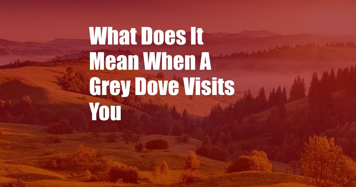 What Does It Mean When A Grey Dove Visits You