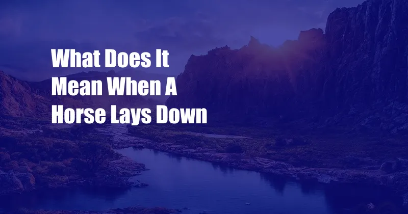 What Does It Mean When A Horse Lays Down