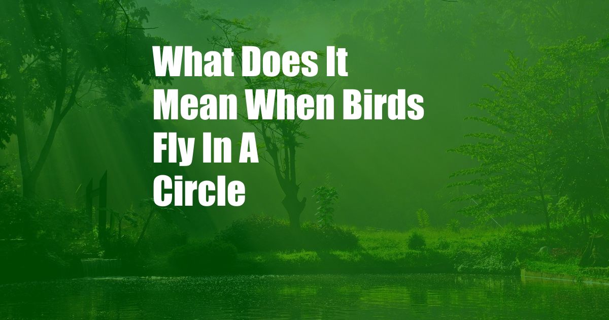 What Does It Mean When Birds Fly In A Circle