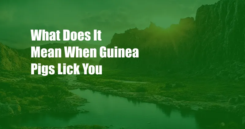 What Does It Mean When Guinea Pigs Lick You