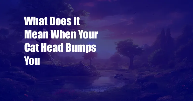 What Does It Mean When Your Cat Head Bumps You