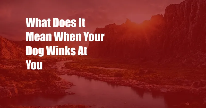What Does It Mean When Your Dog Winks At You