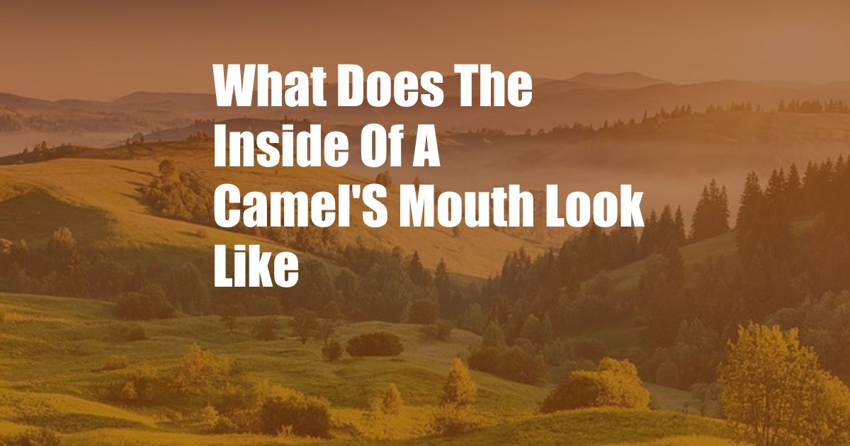 What Does The Inside Of A Camel'S Mouth Look Like